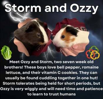 Rescue Guinea Pig Guinea Pigs for Adoption - Storm & Ozzy | PetCurious